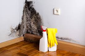 Professional Mold Inspection in Seeley, CA